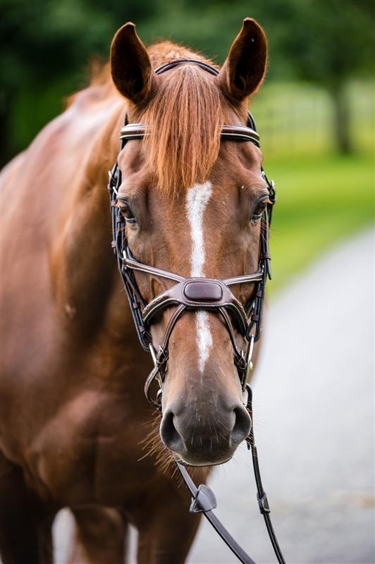 Arianna Figure 8 Bridle